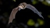 ILLUSTRATION -- Flying bat hunting in forest. The Greater horseshoe bat (Rhinolophus ferrumequinum) occurs in Europe, Northern Africa, Central Asia and Eastern Asia. It is the largest of the horseshoe bats in Europe