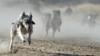 Kyrgyzstan -- Dogs run during the hunting festival "Salburun" in the village of Bokonbayevo close to Issyk-Kul lake, some 300 km from the Kyrgyz capital Bishkek, October 25, 2015